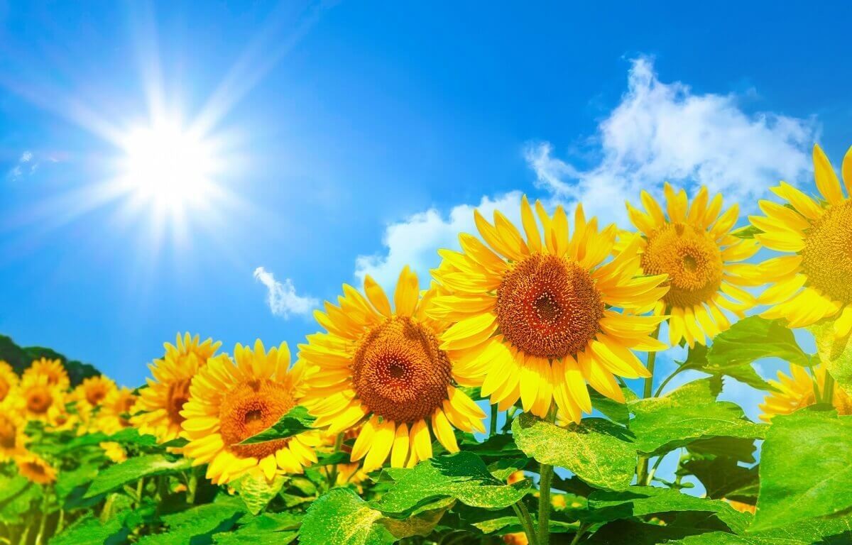 夢占い 季節が出てくる夢の意味8選 春夏秋冬 太陽 星 月 の意味も ヨムーノ 夢占い 季節が出てくる夢の意味8選 春夏秋冬 太陽 星 月 の意味も ヨムーノ