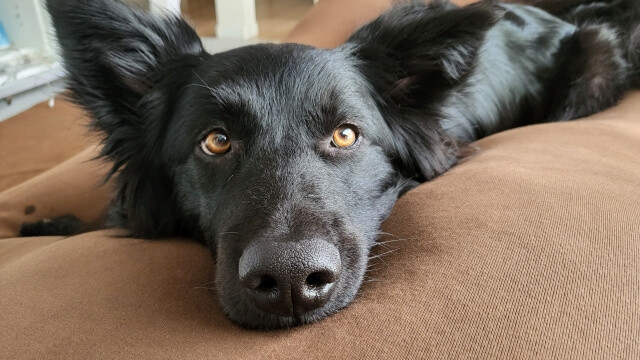 夢占い 犬の出てくる夢の意味は 犬の色 大きさなどシーン別40選 ヨムーノ