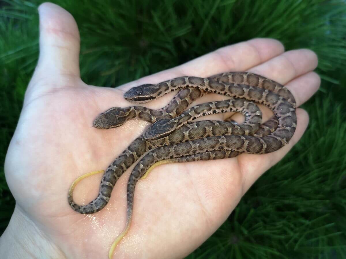 蛇の夢占い 大きさや色 行動別の意味40選 ヨムーノ 蛇の夢占い 大きさや色 行動別の意味40選 ヨムーノ