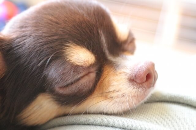 夢占い 犬の出てくる夢の意味は 犬の色 大きさなどシーン別40選 ヨムーノ 夢占い 犬の出てくる夢の意味は 犬の色 大きさなどシーン別40選 ヨムーノ