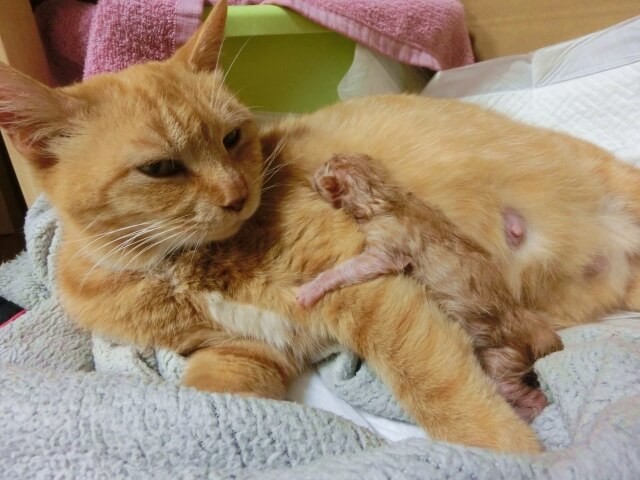 夢占い 猫が出てくる夢の意味は 色 種類 シチュエーション別40選 ヨムーノ 夢占い 猫が出てくる夢の意味は 色 種類 シチュエーション別40選 ヨムーノ