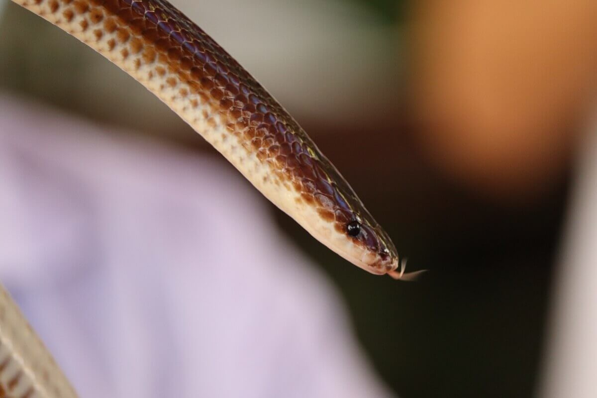 蛇の夢占い 大きさや色 行動別の意味40選 ヨムーノ 蛇の夢占い 大きさや色 行動別の意味40選 ヨムーノ