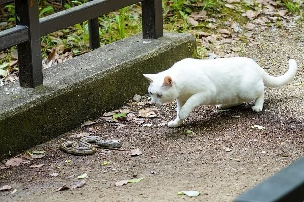 夢占い 猫が出てくる夢の意味は 色 種類 シチュエーション別40選 ヨムーノ 夢占い 猫が出てくる夢の意味は 色 種類 シチュエーション別40選 ヨムーノ
