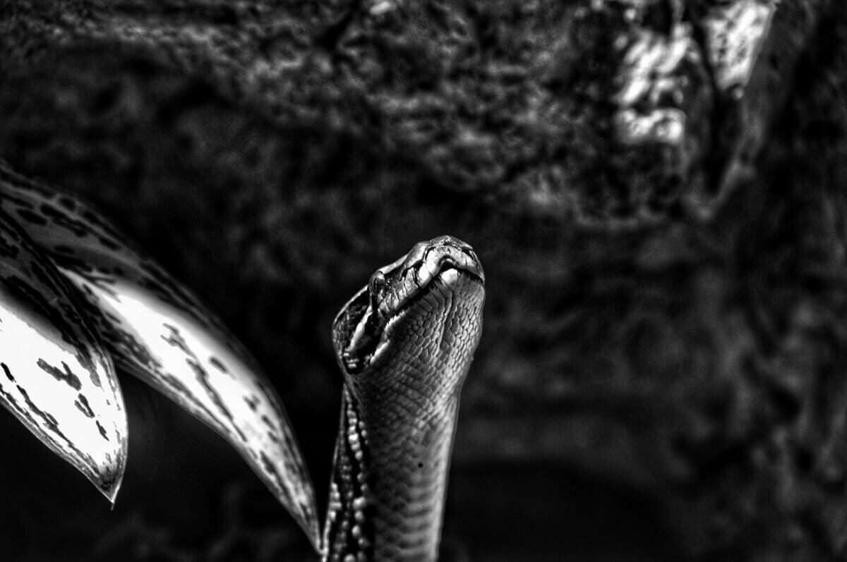 蛇の夢占い 大きさや色 行動別の意味40選 ヨムーノ 蛇の夢占い 大きさや色 行動別の意味40選 ヨムーノ