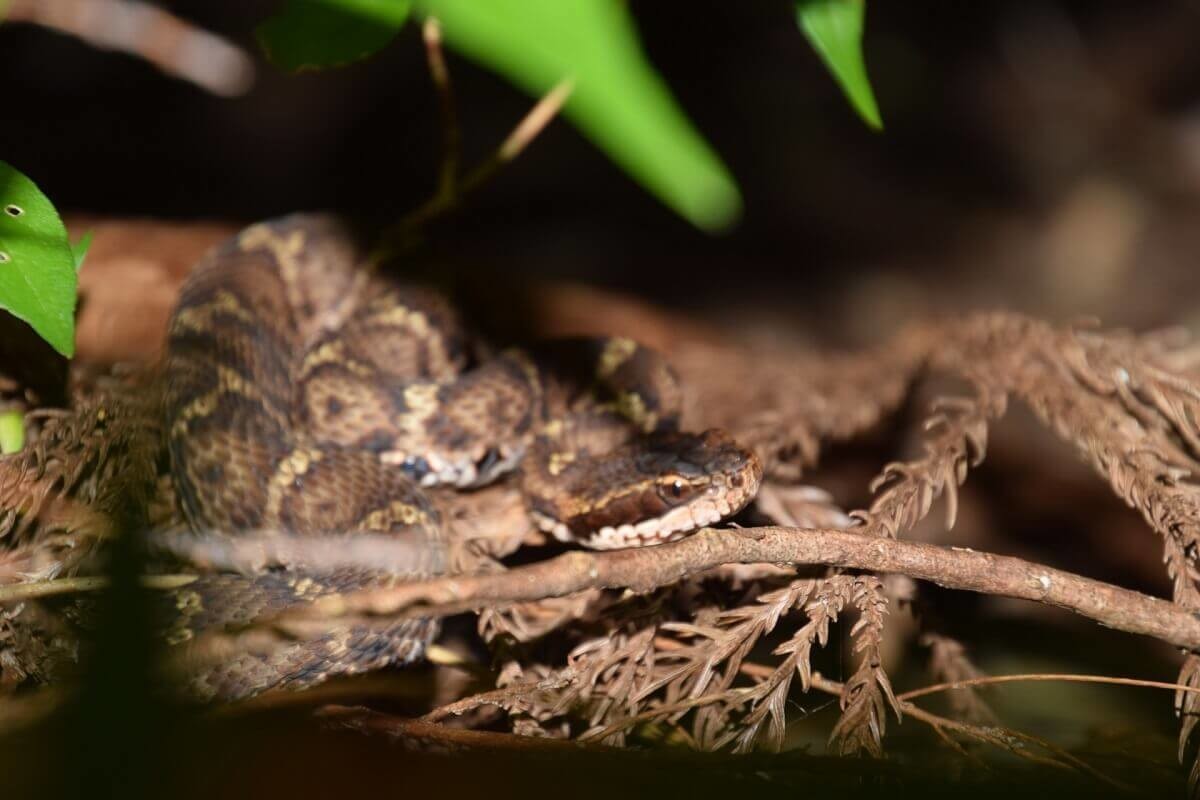 蛇の夢占い 大きさや色 行動別の意味40選 ヨムーノ 蛇の夢占い 大きさや色 行動別の意味40選 ヨムーノ