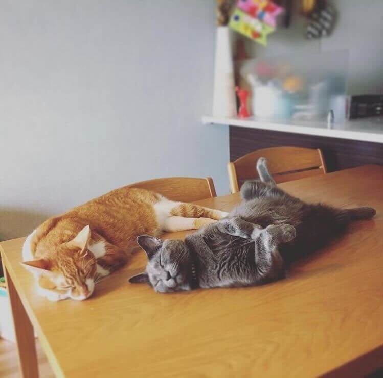 22年2月22日の猫の日は何する 猫との過ごし方アイディアとイベント グッズ ヨムーノ 22年2月22日の猫の日は何する 猫との過ごし方アイディアとイベント グッズ ヨムーノ