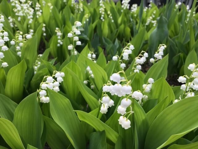 梅雨に咲く花選 全国の名所と見頃を花言葉 色と共に紹介 ヨムーノ