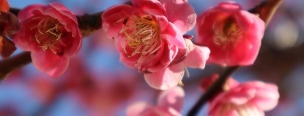 春といえば 行事 食べ物 イベントなど22年最新春風物詩 ヨムーノ