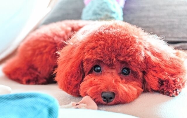 夢占い 犬の出てくる夢の意味は 犬の色 大きさなどシーン別40選 ヨムーノ 夢占い 犬の出てくる夢の意味は 犬の色 大きさなどシーン別40選 ヨムーノ