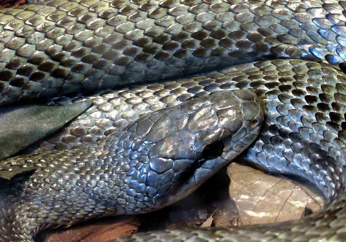 蛇の夢占い 大きさや色 行動別の意味40選 ヨムーノ 蛇の夢占い 大きさや色 行動別の意味40選 ヨムーノ