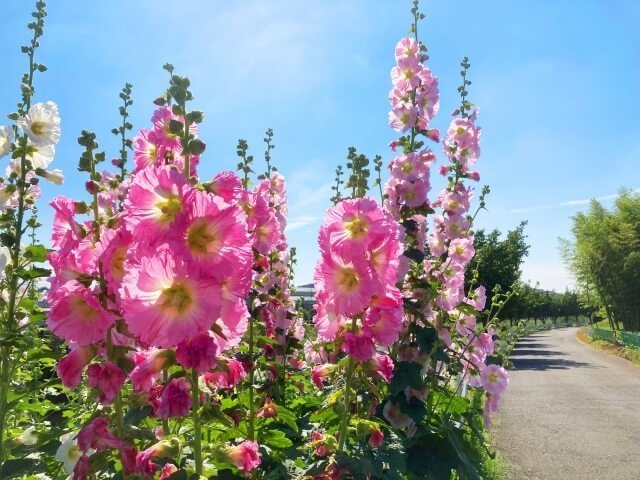 2024年】梅雨に咲く花20選！全国の名所と見頃を花言葉・色と共に紹介 | ヨムーノ