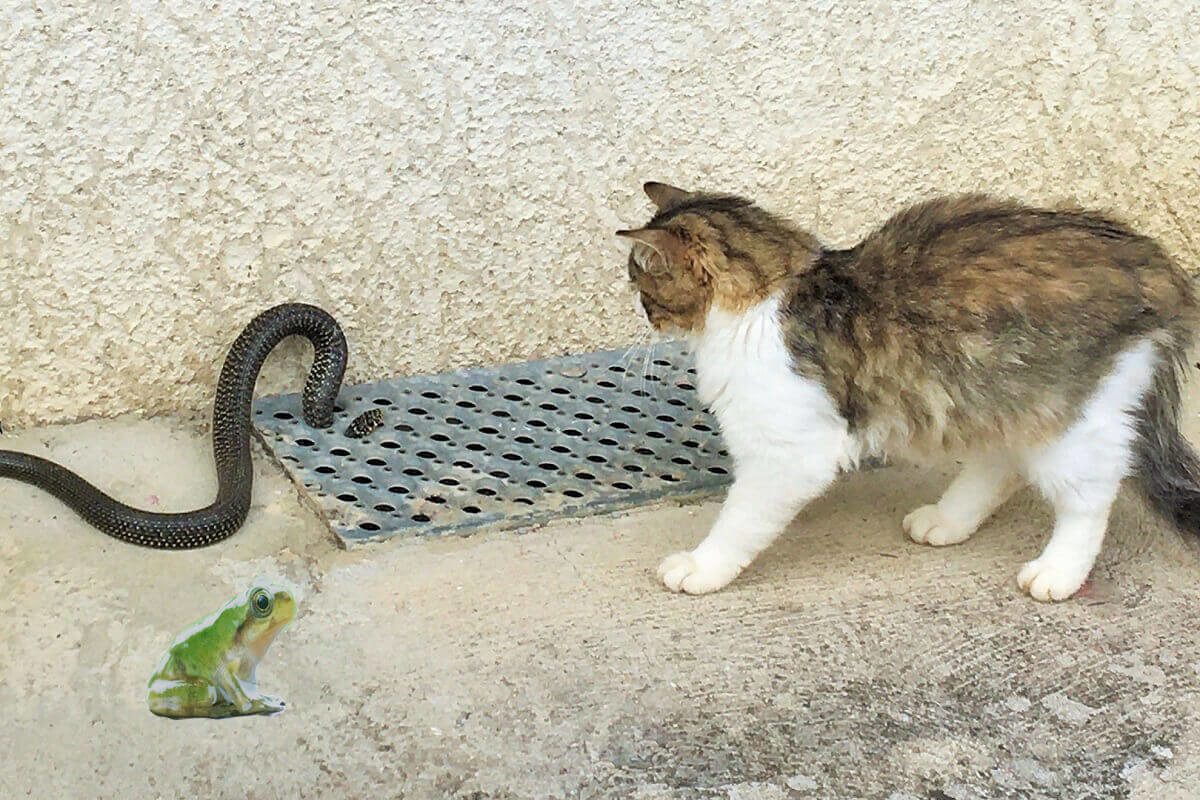 蛇の夢占い 大きさや色 行動別の意味40選 ヨムーノ 蛇の夢占い 大きさや色 行動別の意味40選 ヨムーノ