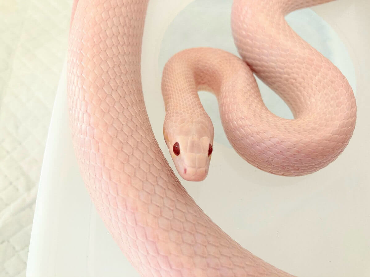 蛇の夢占い 大きさや色 行動別の意味40選 ヨムーノ 蛇の夢占い 大きさや色 行動別の意味40選 ヨムーノ