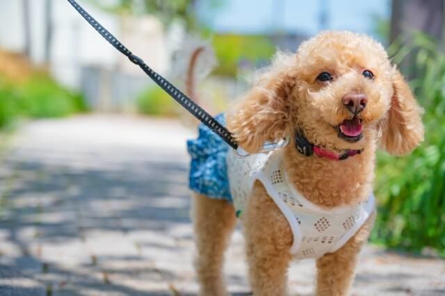 夢占い 犬の出てくる夢の意味は 犬の色 大きさなどシーン別40選 くふうlive