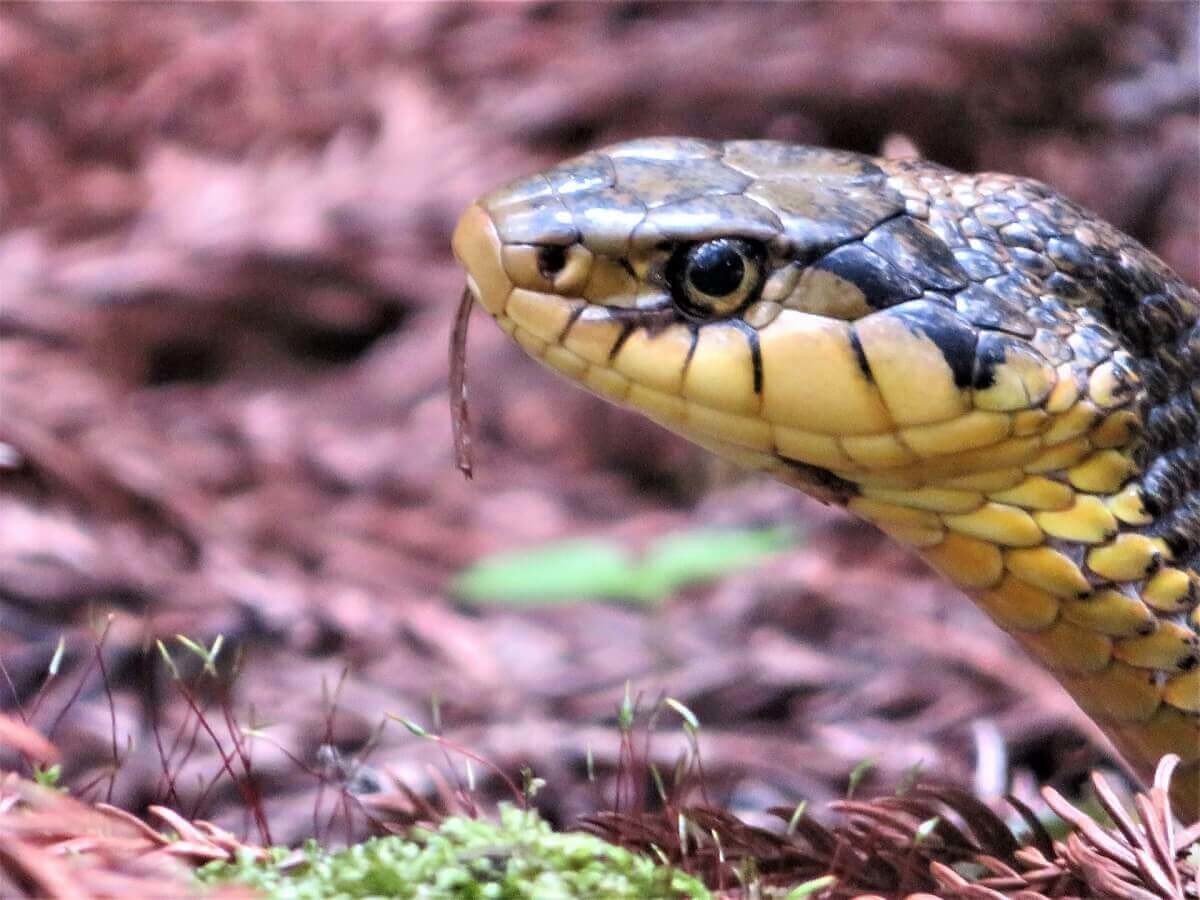 蛇の夢占い 大きさや色 行動別の意味40選 ヨムーノ 蛇の夢占い 大きさや色 行動別の意味40選 ヨムーノ