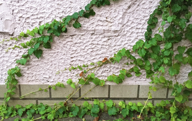 壁で楽しむ路上園芸 植物壁画を鑑賞する ヨムーノ