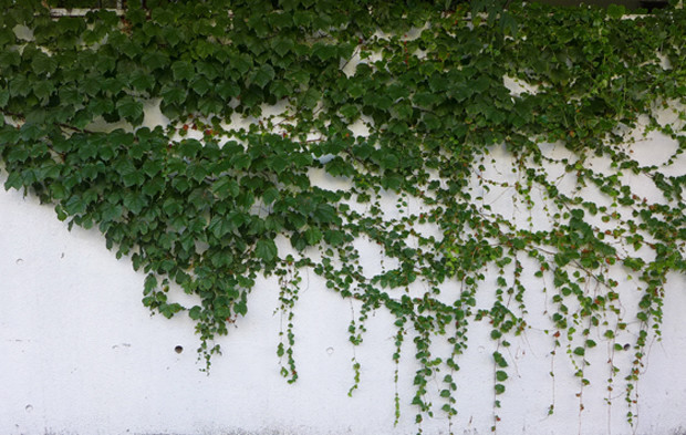 壁で楽しむ路上園芸 植物壁画を鑑賞する