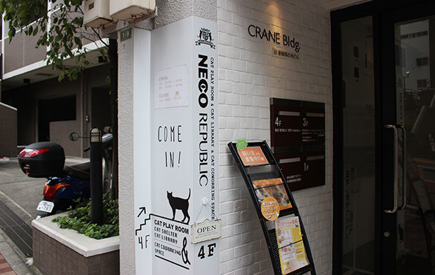 保護猫カフェ ネコリパブリック お茶の水店に入国してきた ヨムーノ