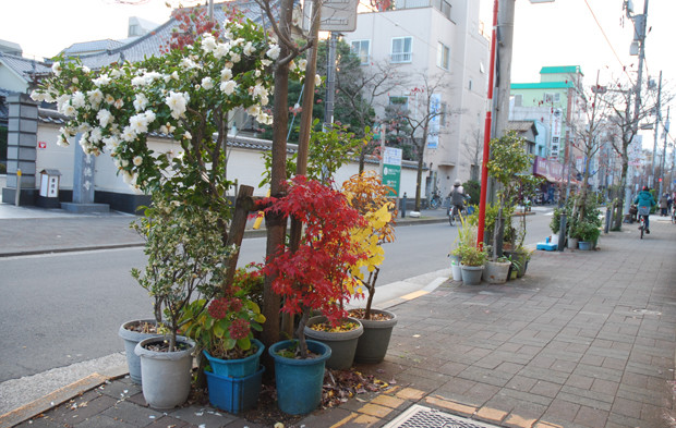 道路沿いの植栽エリアにも植木鉢が。紅葉した葉が鮮やかです