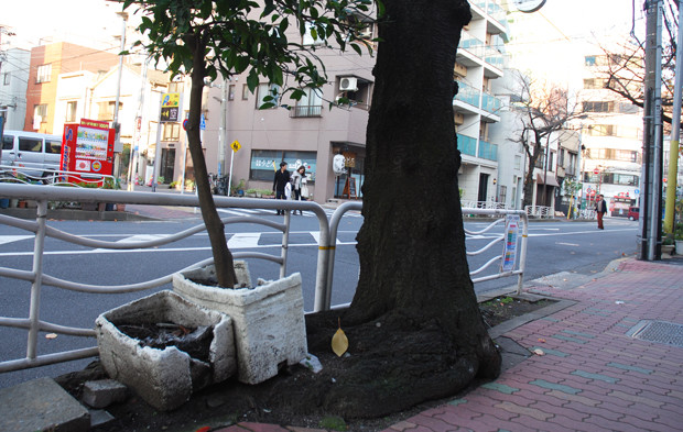 街路樹の根元にも、植木鉢