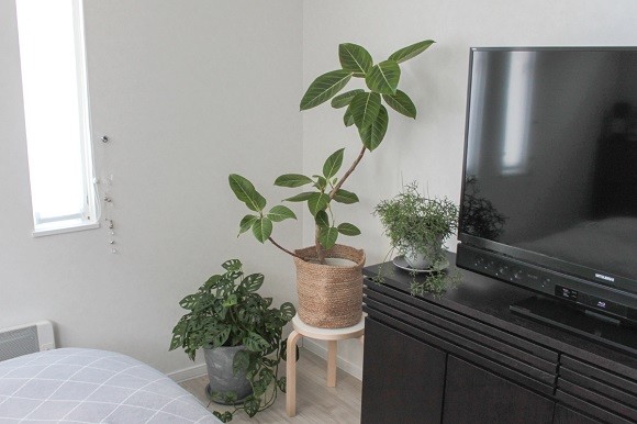 癒しと楽しみをプラス 観葉植物でお部屋をもっとおしゃれにする方法 ヨムーノ