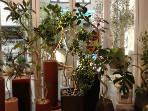 観葉植物をインテリアに 店員さんに聞いた育てやすい植物5つと実例36選 ヨムーノ