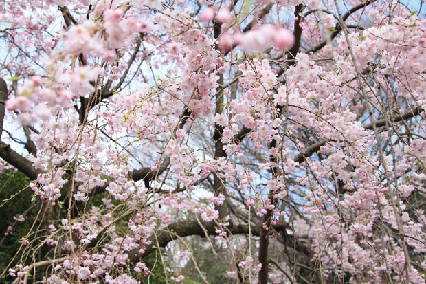 Matsudoshi01
