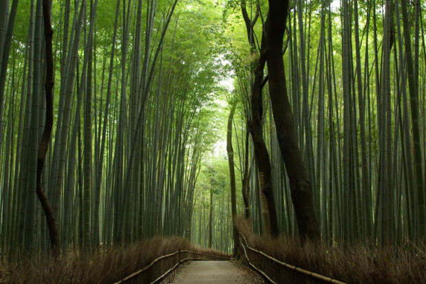 Mukoshi01