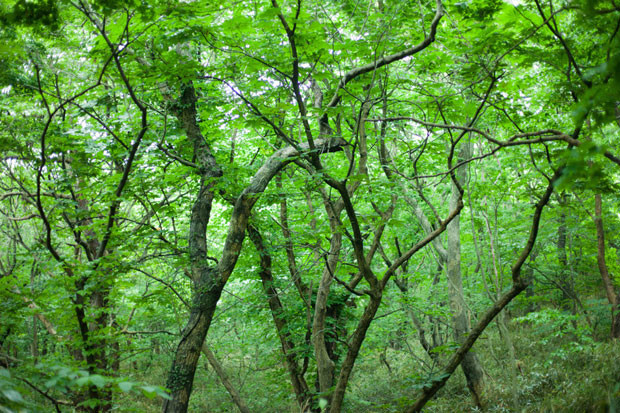 Sakaishiminamiku01