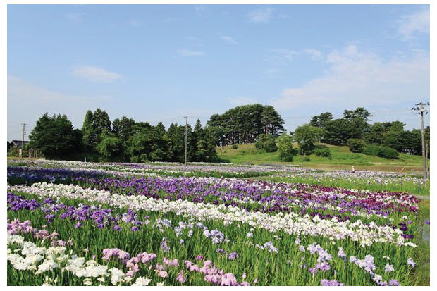 Tagajoshi01