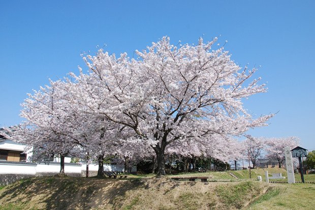 Toyoakeshi01